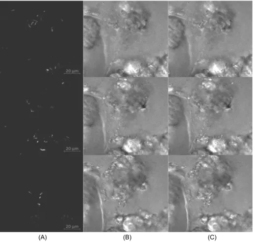 Fig. 2. Confocal laser scanning microcopy images of optical sections with different focal lengths of Lactobacillus acidophilus adhering to multi-grain powder (A: 0 μm, B: 6 μm, C: 13 μm)