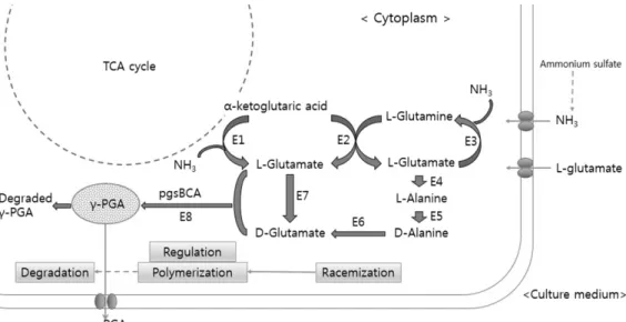 Fig. 2. The biosynthetic pathway for the production of γ-PGA (26). E1: glutamate dehydrogenase (GD), E2: glutamate 2-oxoglutarate  aminotransferase, E3: glutamine synthetase (GS), E4: L-glutamic acid:pyruvate aminotransferase, E5: alanine racemase, E6:  D-