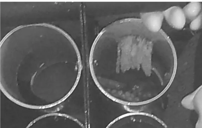 Fig. 5. Reproduction of the common octopus in pipe-type shelters.