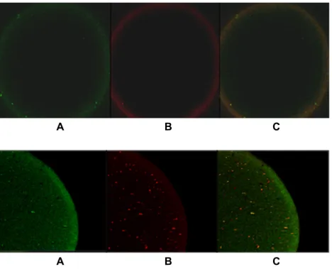 Fig. 8. Image of capsules containing Lactoba- Lactoba-cillus brevis CFM20 using confocal lager  scanning microscopy