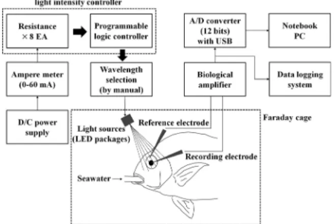 Fig. 3. Schematic diagram of ERG measurement system.