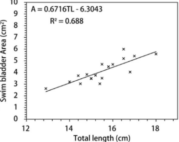 Fig. 6. Volume and area ratio of swim bladder to fish body plotted as  function of total length.