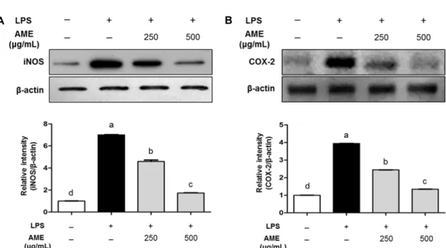 Fig. 3. Inhibitory effect of AME on the expression of iNOS (A) and COX-2 (B) in RAW 264.7 cells