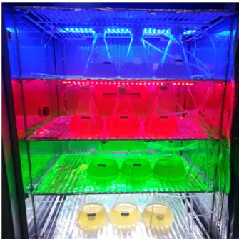 Fig. 1. Experiment view of LED light treatment. 
