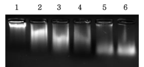Fig. 4. Electrophoregram of the reaction mixtures of various concentrations of (-)epicatechin on OH-induced DNA damage