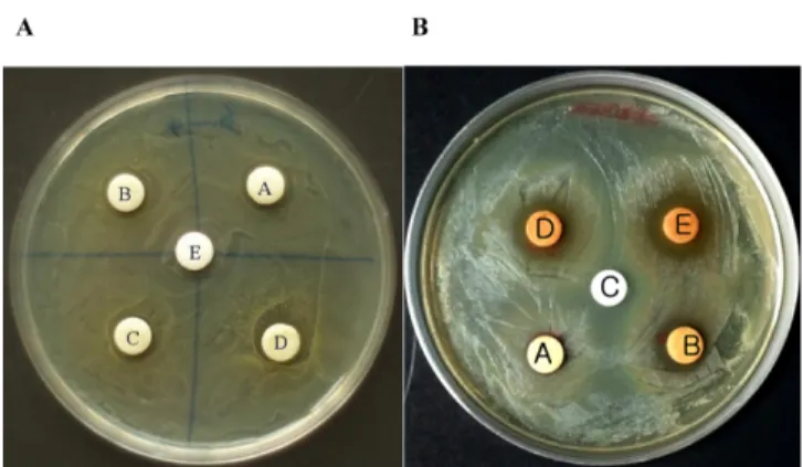 Table 1. Antimicrobial activity of Cheongmoknosang mulberry leaves extracts and positive control with according to concentration of phenolic compounds against H