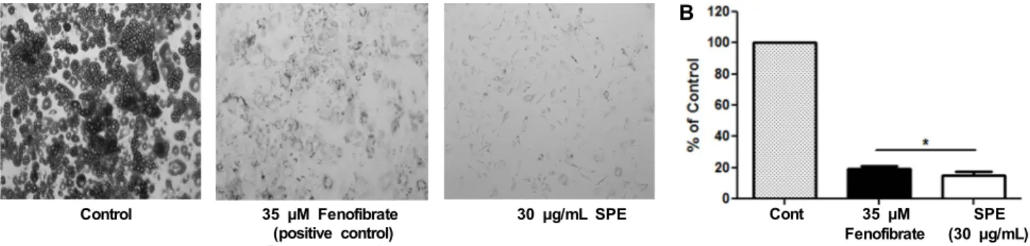 Fig. 2. Effect of SPE (Salvia plebeia R. Br. ethanol extract) on Oil Red O staining and triglyceride contents in differentiated 3T3-L1  adipocytes