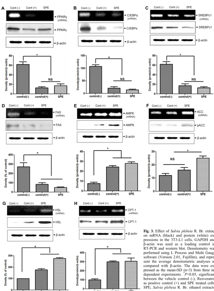 Fig. 3. Effect of Salvia plebeia R. Br. extract  on mRNA (black) and protein (white)  ex-pressions in the 3T3-L1 cells