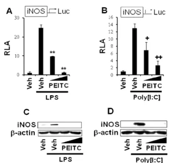 Fig. 3. PEITC does not inhibit COX-2 expression induced by TLR agonists.  (A-D) RAW 264.7 cells were pretreated with 10 or 15 µM PEITC for 1 h and then further stimulated with LPS (10 ng/mL) (A), poly[I:C] (10 µg/mL) (B), MALP-2 (10 ng/mL) (C), or ODN1668 