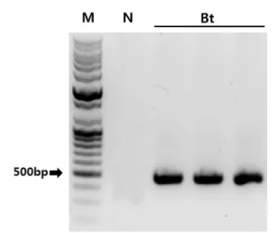 Fig. 2. Confirmation of genes expression for Bt rice by using immunostrip.  (A) immunostrip tests for the bar detection, (B) immunostrip tests for the mCryIAc1 detection