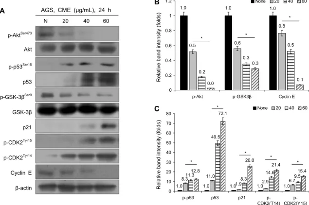 Fig. 3. CME regulates cell cycle-mediated protein. (A) CME effects on p-Akt, t-Akt, p-p53, p53, p-GSK-3β, t-GSK-3β, p21, p-CDK2 (T14/Y15), and cyclin E in AGS gastric cancer cells