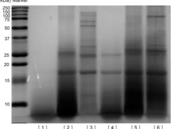 Fig. 1. Effect of five different proteases on SDS-PAGE profile of  Tenebrio molitor larvae protein hydrolysates
