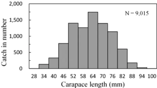 Fig. 4. Carapace length distribution of swimming crab caught in this experiment. 
