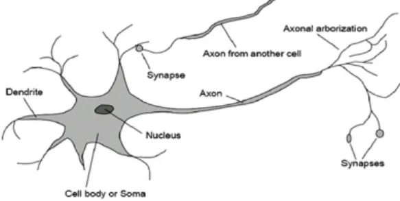 Figure 1: Structure of biological neural