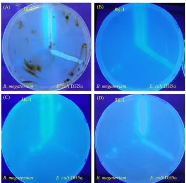 Fig. 1. Degradation of oil in agar plates by  B. subtilis JK-1.  The cells were grown on LB agar plates supplemented with 3.0% (v/v) of various oil at 35°C for 16 h