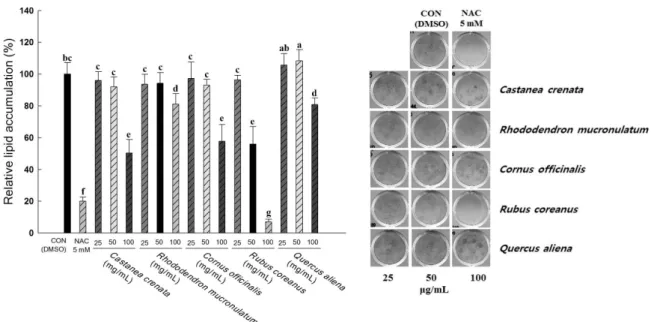 Fig. 2. Effect of the ethanol extracts of 5 species in Korean native forest on lipid accumulation in 3T3-L1 cells during the adipogenesis