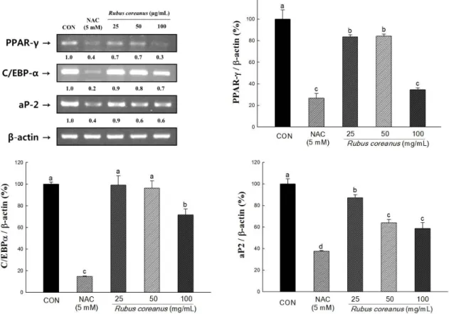 Fig. 4. mRNA expressions of adipogenic transcription factors in Rubus coreanus-treated 3T3-L1 adipocyte