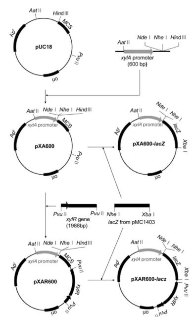 Fig. 2. Construction of expression vectors including  xylA  promoter.  Arrow heads in plasmids represent the transcriptional direction of promoters.