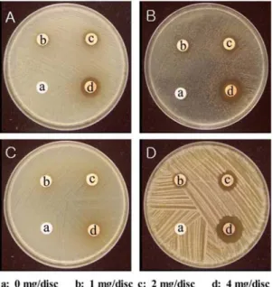 Fig. 8. Antimicrobial activity of Seungmakalgeuntang extracted with ethanol on several microorganisms