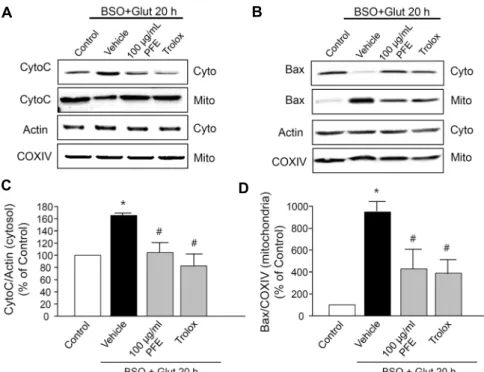 Fig. 4. Regulation of PFE on B/G-induced  mitochondrial death pathway in ssdRGC-  5 cells