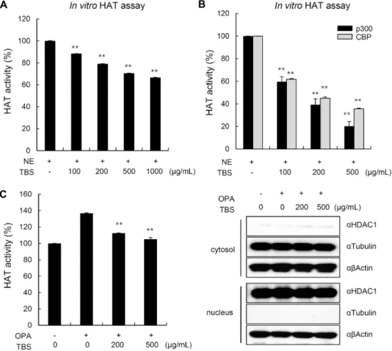 Fig. 1. Effect of methanol extract of  tartary buckwheat sprout (TBS) on histone acetyl transferase (HAT) activity