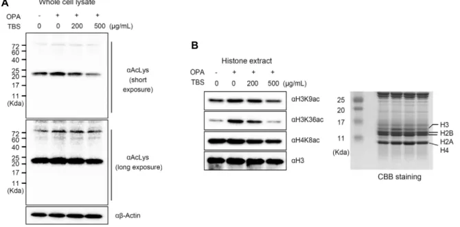 Fig. 2. TBS reduced acetylation of total cell lysate and histone. (A) HepG2 cells were treated with or without OPA, alone or  in combination with TBS