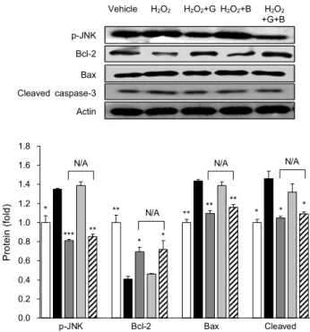Fig. 3. Influence of complex Scutellaria baicalensis extract as  a natural preservative to effect of lactic acid-fermented garlic  extract on apoptosis-related protein expression in H 2 O 2 -treated  HepG2 cells