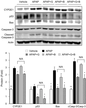 Fig. 7. Influence of complex Scutellaria baicalensis extract as  a natural preservative to effect of lactic acid-fermented garlic  extract on liver injury-related proteins expression in  APAP-chal-lenged rat livers