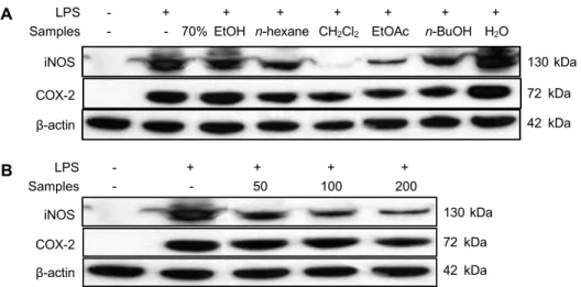 Fig. 3. Inhibitory effect of 70% EtOH extract and solvent fractions of A. hookeri on the protein level of iNOS and COX-2 in  RAW 264.7 cells
