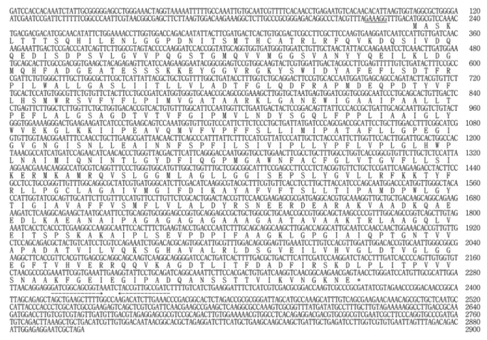 Fig. 1. Nucleotide sequence of 2,900-nucleotide  B. flavum  DNA fragment and deduced amino acid sequence
