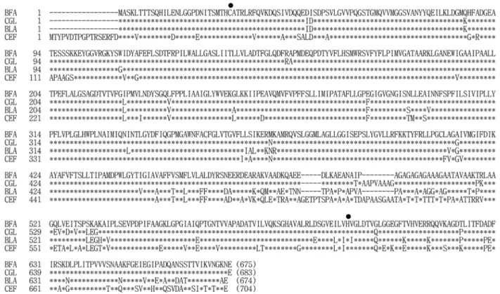 Fig. 2. Phylogenetic analysis of 16S rRNA.  Neighbor-joining tree showing the phylogenetic relationships based on amino acid sequences of glucose-specific EIIs ad  β -glucoside-specific EIIs of several bacteria including  C