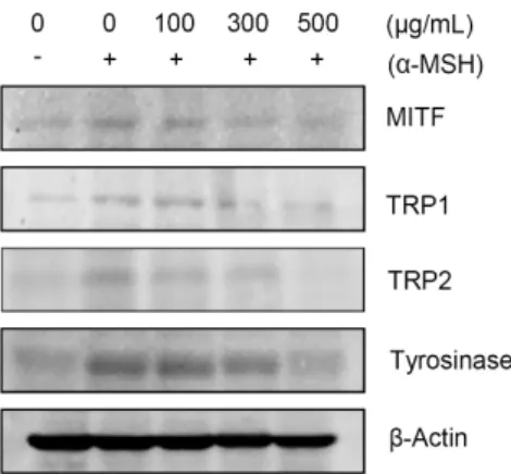 Fig. 3. Effect of Myelophycus simplex Papenfuss methanol ex- ex-tract on tyrosinase activity in B16F10 cells