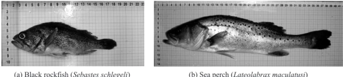 Fig. 1. The experimental fish for the size selectivity experiments with two types escape devices.