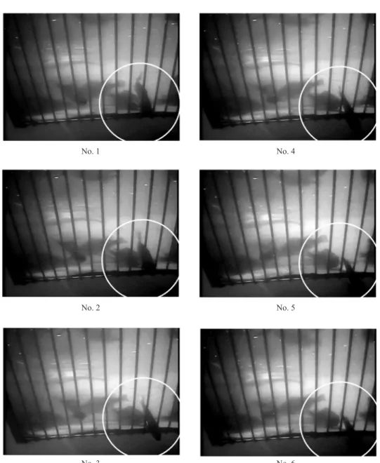 Fig. 5. Escaping procedures of black rockfish through the gird-type escape device.