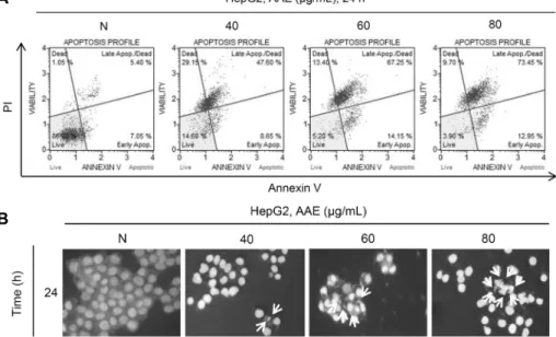 Fig. 2.  A. annua extract induces apoptosis in HepG2 liver cancer cells. Cells were treated with the indicated concentrations of A