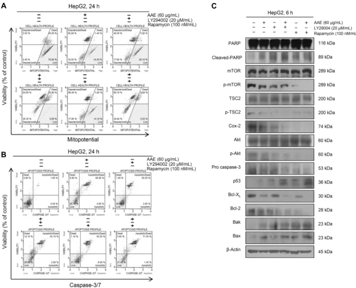Fig. 5. Co-treatment of LY294002, rapamycin and A. annua extract induces apoptosis. Cells were pre-treated with 20 μM LY294002  or 100 nM rapamycin for 30 min and co-treated with 60 μg/mL  A