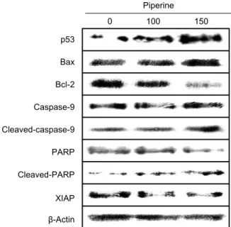 Fig. 3. The effect of piperine-induced apoptosis on AGS cells. 