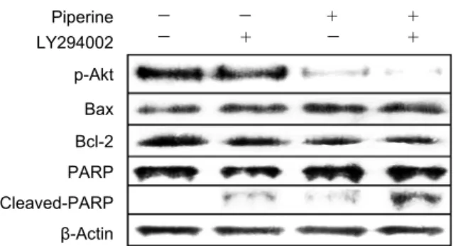 Fig. 5. Effect of piperine on Akt phosphorylation in AGS cell. 