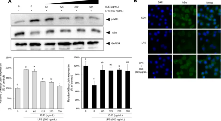 Fig. 4. Effect of Oenanthe  javanica ethanol extract (OJE) on IκBα degradation in LPS-induced RAW 264.7 cells