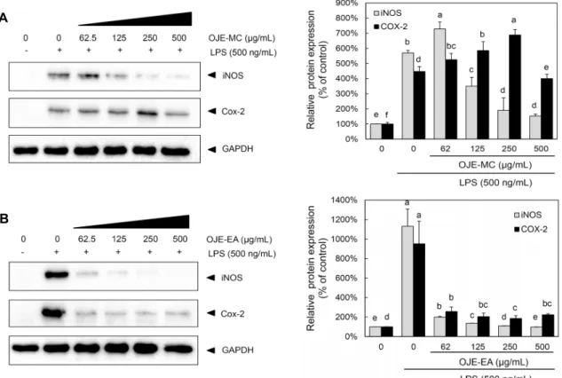 Fig. 7. Effect of Oenanthe javanica ethanol fractions (OJE) on LPS-induced iNOS and COX-2 proteins expression in RAW 264.7  cells