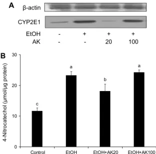 Fig. 4. Effects of Angelica keiskei on  protein expression and  enzyme activity of CYP2E1 in ethanol-induced mouse liver