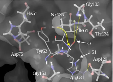 Figure  4.  Kunitz  STI  (residues  62  to  64)  bound  to  NS3Pro  model.  Surface  of  the  enzyme  is  shown  in  light  grey