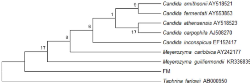 Fig. 1. Phylogenetic analysis of the isolated microorganism based on 18s rRNA gene  sequence of other microorganisms