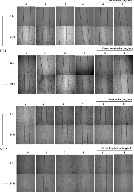 Fig. 3. Scratch wound assays on bladder cancer cells. Capacity of wound recovery was assessed for bladder cancer cells, T-24  and 5637, treated with Kombucha or citrus Kombucha for 24 h