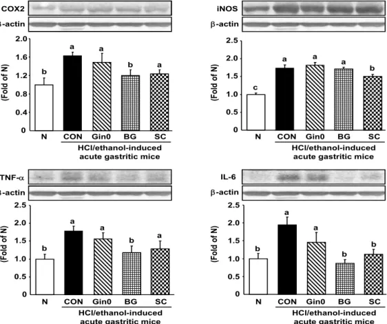 Fig. 3. Effect of black ginseng on inflammatory factors of stomach tissues in HCl/ethanol-induced acute gastritic mice