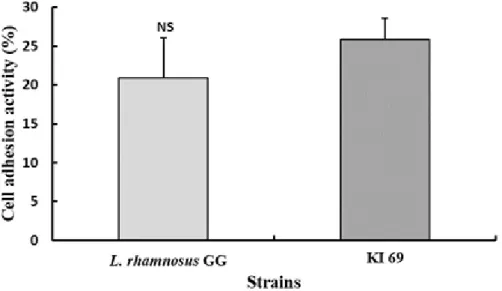 Fig.  4.  Adhesion  ability  of  Lactobacillus  plantarum  KI69  to  HT-29  cell.  All  values  are  within  the  mean±standard  deviation  of  the  three  replicates