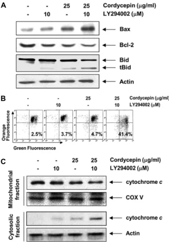 Fig. 5. PI3K inhibitor, LY294002, enhanced cordycepin-induced  mitochondrial dysfunction in AGS cells