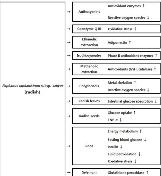 Fig.  1.  Various  effects  of  Raphanus  raphanistrum  subsp.  sativus’s  (radish)  and  its  bioactive  substances  on  type  2  diabteic  conditions