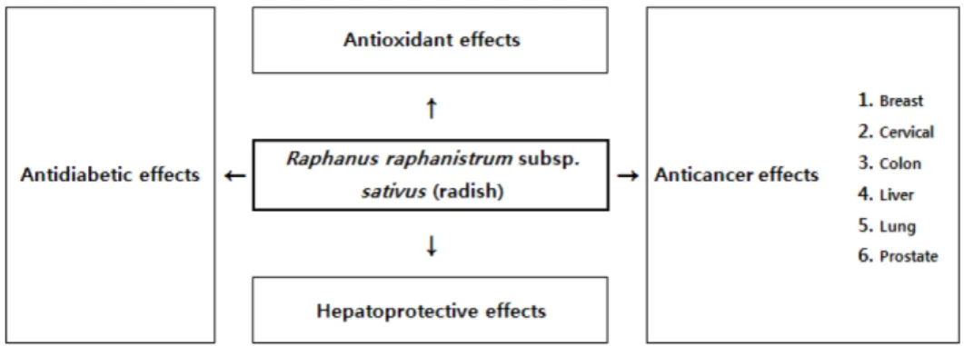 Fig.  2.  Various  nutraceutical  potential  of  Raphanus  raphanistrum  subsp.  sativus  (radish)  for  human’s  health  [8].