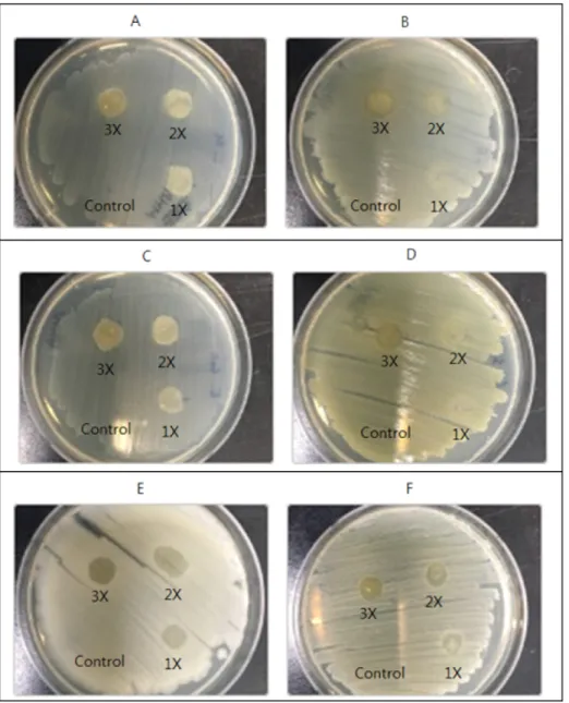 Fig.  3.  The  antimicrobial  action  on  various  concentration  (control,  1X,  2X,  and  3X)  of  Raphanus  raphanistrum  subsp
